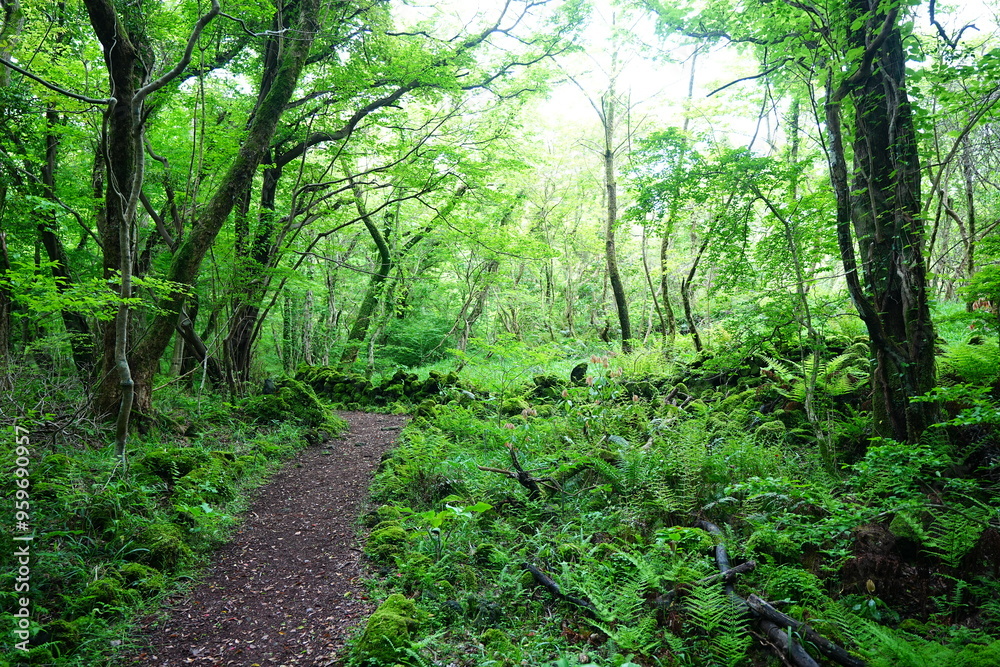 fine path through spring forest fine path through spring forest