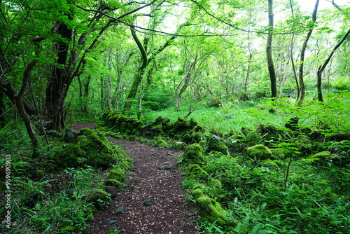 mossy rocks and old trees in spring forest 