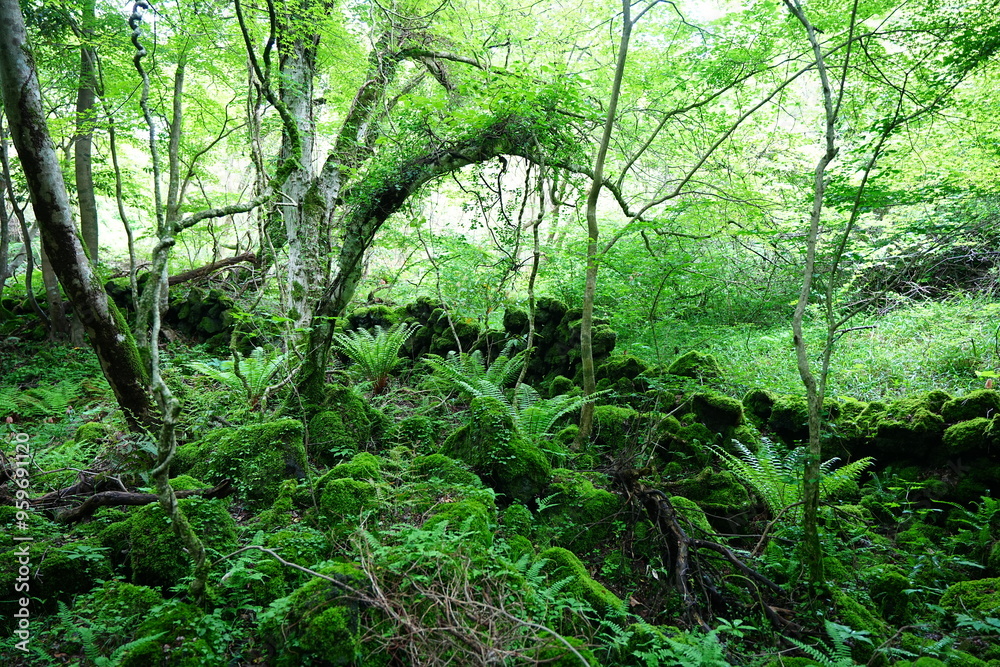 dense spring forest with fresh ferns and mossy old trees dense spring forest with fresh ferns and mossy old trees