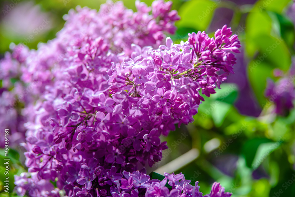 Pink lilac blooms in the Botanical garden Pink lilac blooms in the Botanical garden