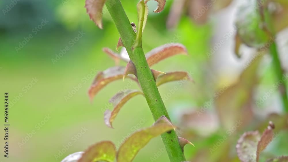 Garden Rose Bush with Sharp Prickly Thorn Spikes on Thick Flower Stalk Garden Rose Bush with Sharp Prickly Thorn Spikes on Thick Flower Stalk