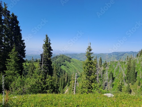 trees in the mountains