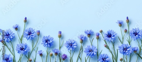 Beautiful vibrant cornflowe...