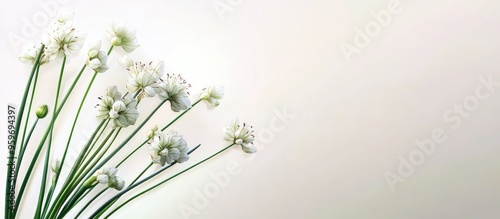 Allium tuberosum garlic chives oriental garlic Asian chives Chinese chives Chinese leek is a species of onion. with copy space image. Place for adding text or design photo