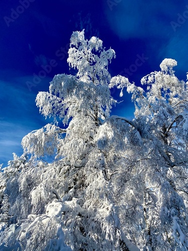 Snow covered trees branches sunny winter day 
