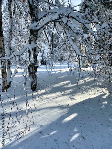 Winter snowy forest 