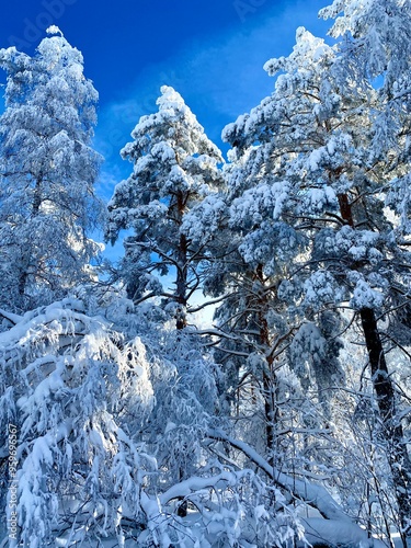 snow covered trees, sunny day in winter forest 