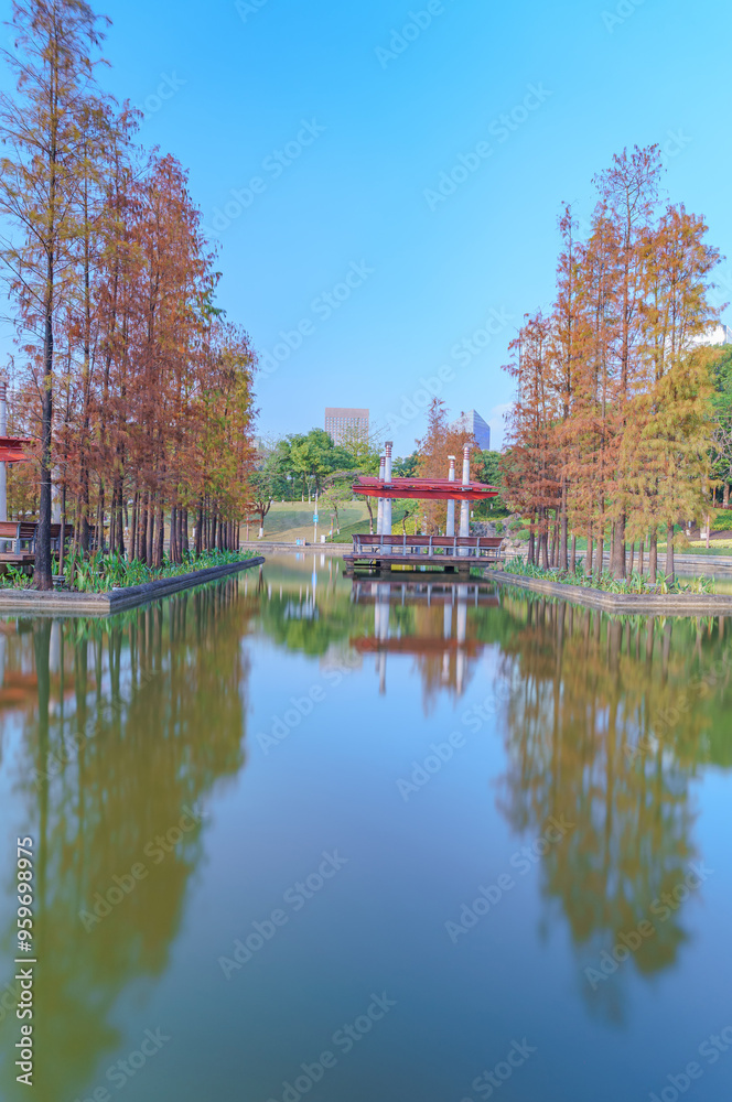 Fototapeta premium Grove of Larch in Qiandeng Lake Park, Foshan