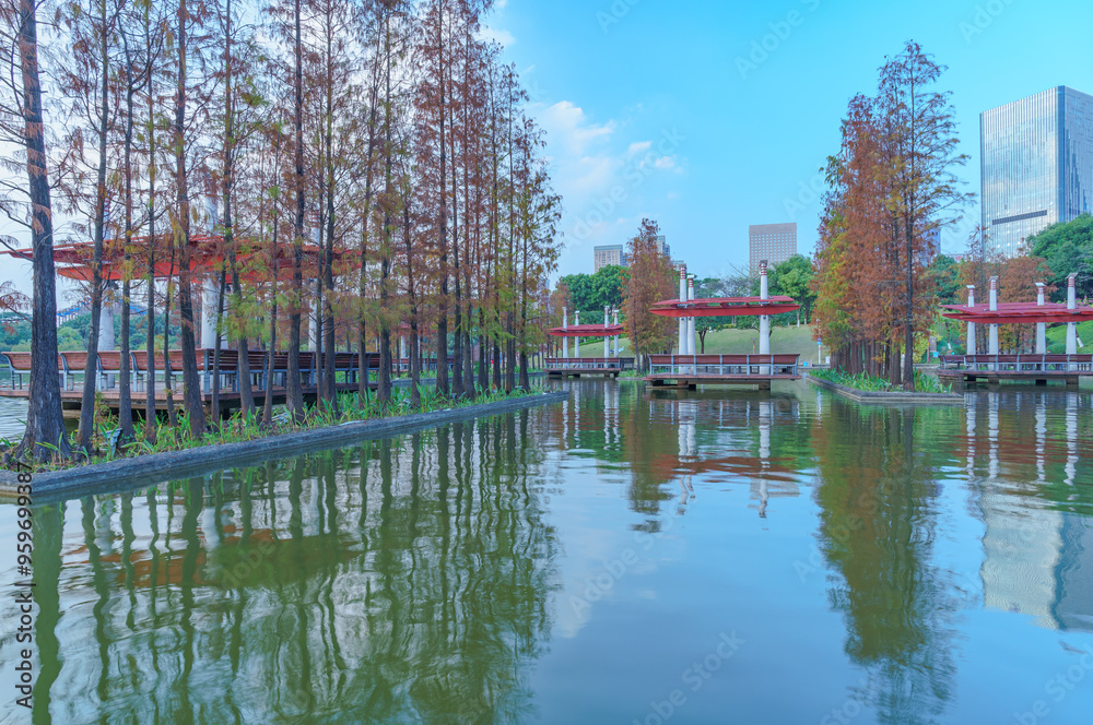 Grove of Larch in Qiandeng Lake Park, Foshan Grove of Larch in Qiandeng Lake Park, Foshan