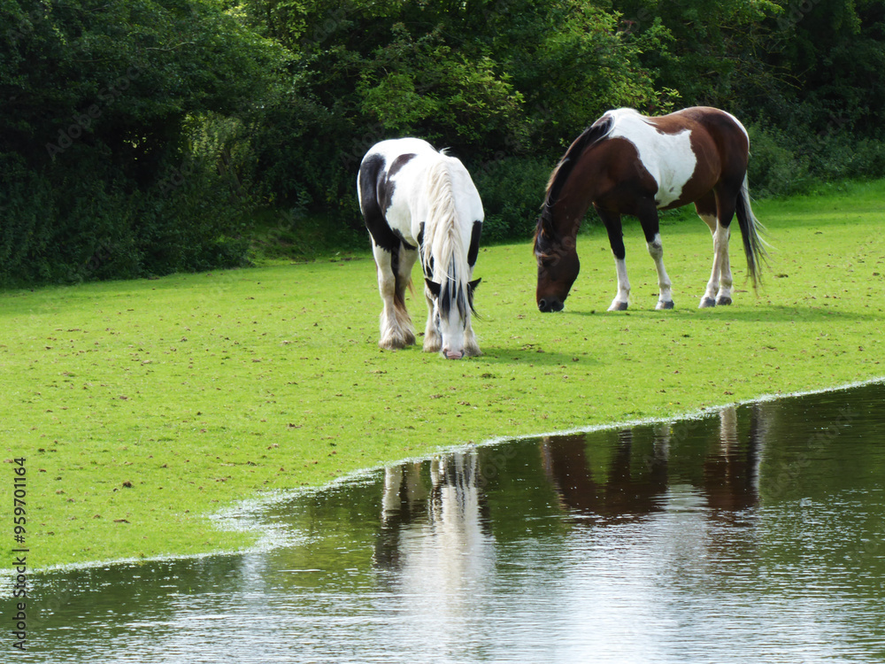 two horses grazing by a large puddle two horses grazing by a large puddle