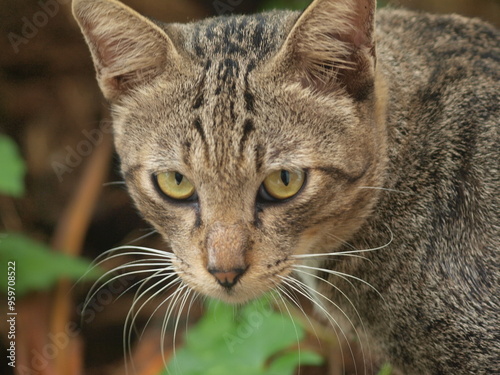 This is a close-up image of a tabby cat, showcasing its detailed facial features, including its sharp greenish-yellow eyes and white whiskers. The background includes blurred leaves, enhancing the foc photo