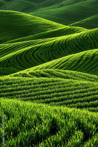 Abstract green waves of terraced farmland, emphasizing the organic and natural shapes of cultivated land, rich in texture and depth