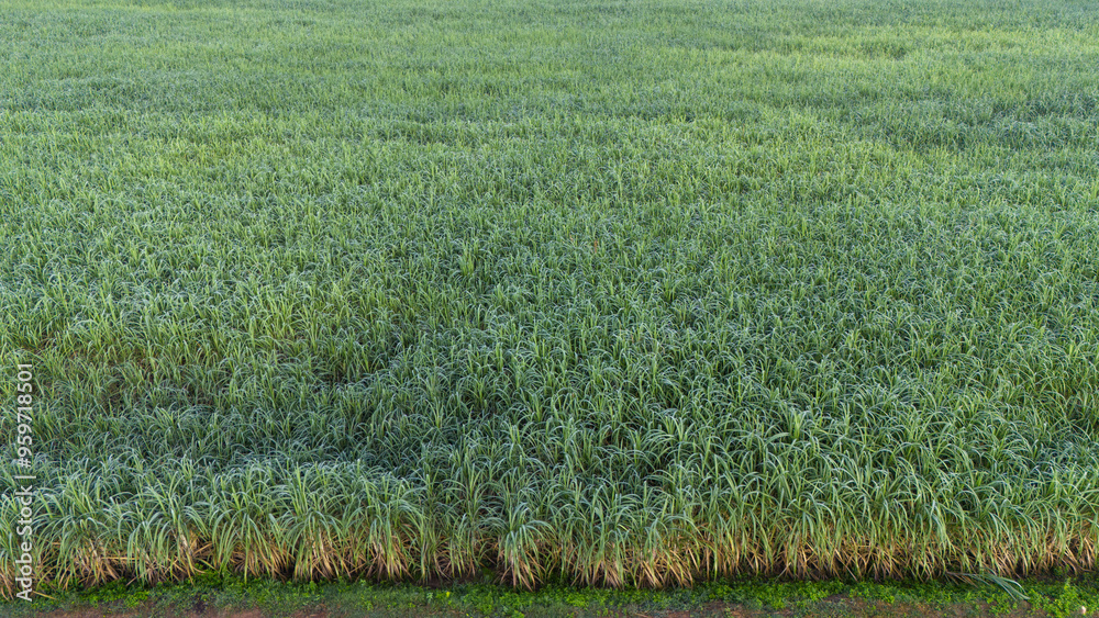 Sugarcane growing in the fields in sunset Sugarcane growing in the fields in sunset