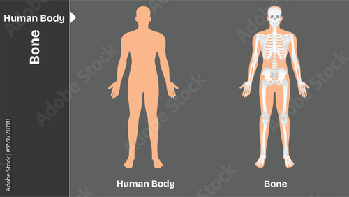 Bone, Human body internal organs circulatory nervous and skeletal systems anatomy and physiology flat educative vector illustration