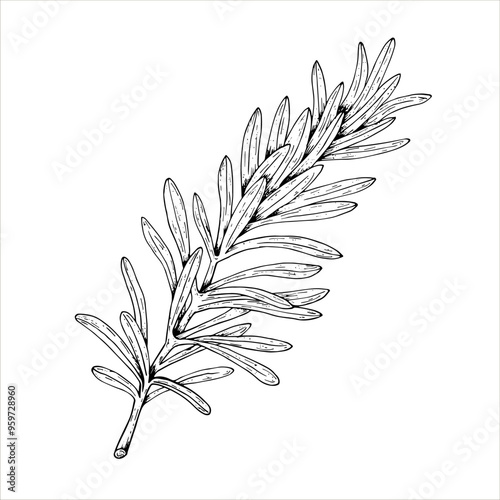 Graphics vector botanical illustrations with rosemary. Black line sketch with herbs and spices. Two versions - with and without filling