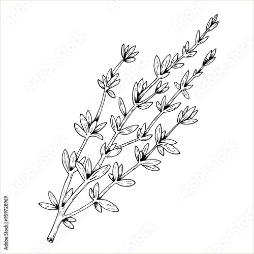 Graphics vector botanical illustrations with thyme. Black line sketch with herbs and spices. Two versions - with and without filling