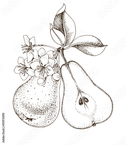 Pear tree branch hand drawn vector