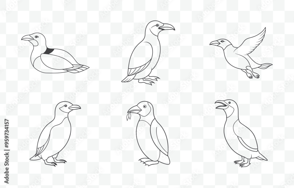 Obraz premium Comprehensive High Quality Razorbill Line Art Vector Illustrations Collection of Seabird Graphics Set