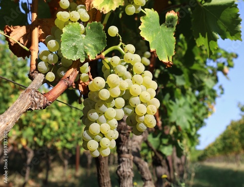 Ripe Malvasia grapes hanging on vine just before the harvest. It is also known as Malvazia or Malmsey.	 photo