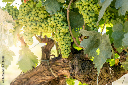 Sunlit vignette of a grapevine, highlighting juicy green grape clusters amongst sun-dappled leaves, evoking nature's splendor and promise of a bountiful harvest in Penedes Spain photo