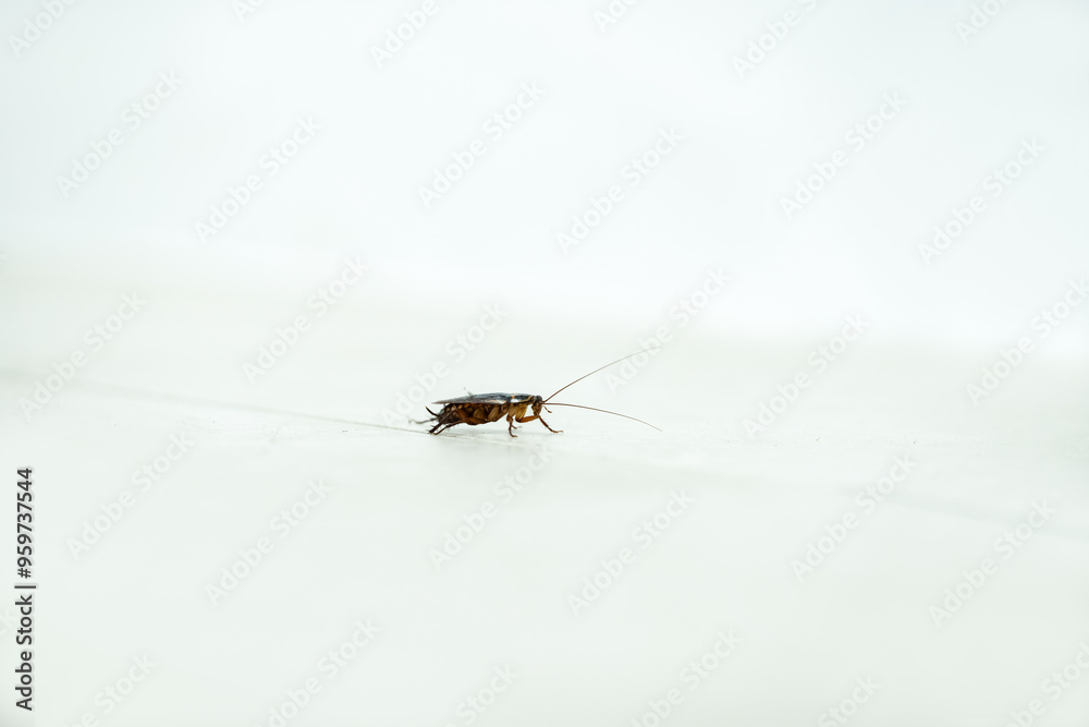 Large Cockroach In Bathroom on white tiles - Australian Cockroach Large Cockroach In Bathroom on white tiles - Australian Cockroach