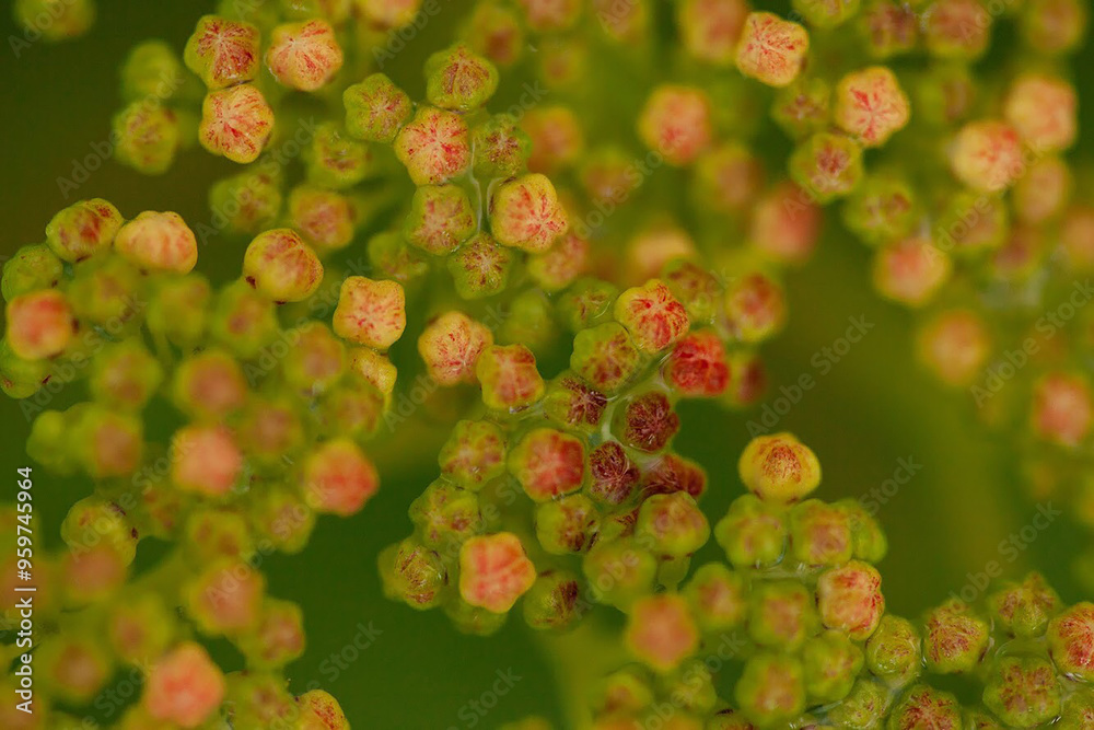 花 花
