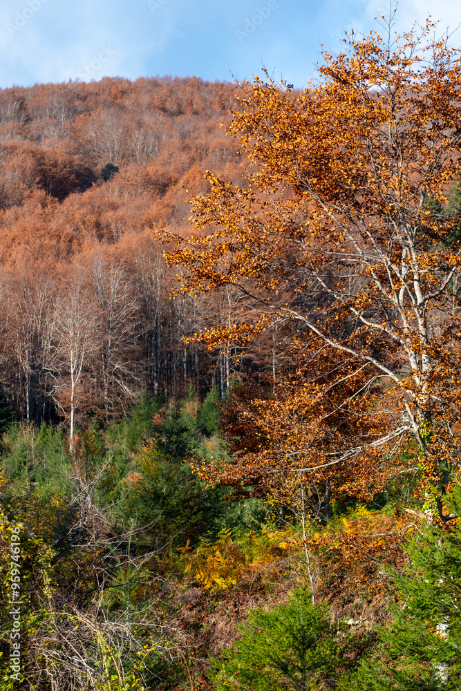 An autumn landscape featuring a densely wooded forest with a mix of green pines and orange-brown deciduous trees, highlighting the beauty of seasonal change in Montseny Spain An autumn landscape featuring a densely wooded forest with a mix of green pines and orange-brown deciduous trees, highlighting the beauty of seasonal change in Montseny Spain