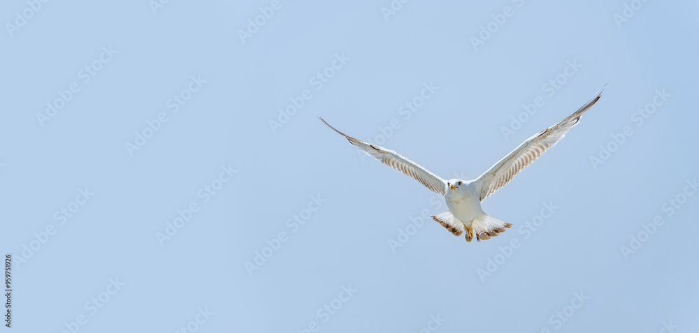 Seagull flying alone in blue sky looking at camera Seagull flying alone in blue sky looking at camera