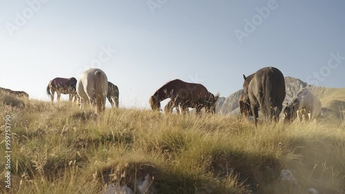 Wild Balkan Horeses in different colors grazing in the valley of Dormitor National Park sourrounded by the mountains of Montenegro europe in the summer time. Brown, white and black colored - wide photo