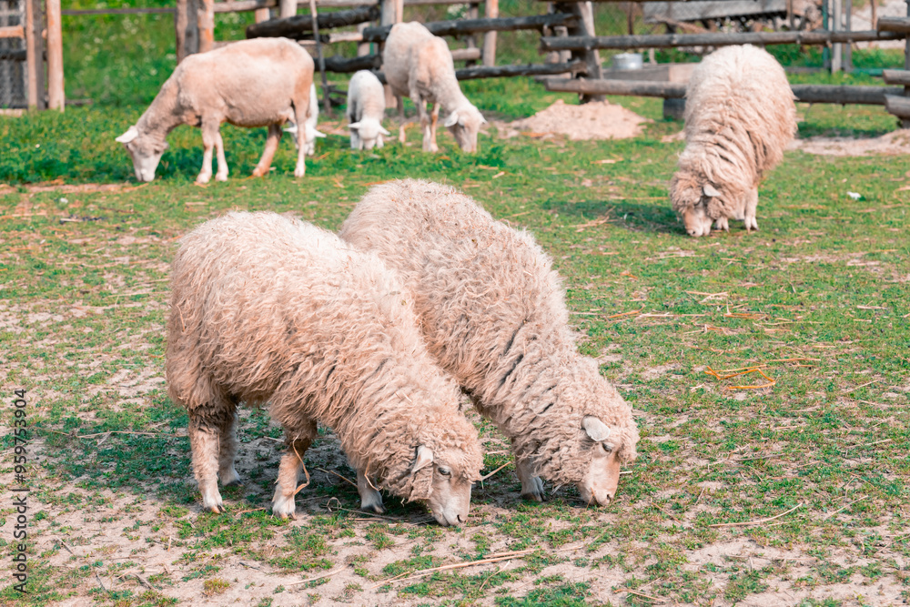 sheep pasture farm animal theme country side rural yard lawn space view in highland spring time day sheep pasture farm animal theme country side rural yard lawn space view in highland spring time day