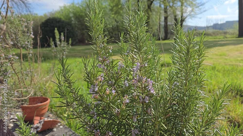 Close up of Rosemary herb plant, gently blowingin wind, with garden in background Close up of Rosemary herb plant, gently blowingin wind, with garden in background