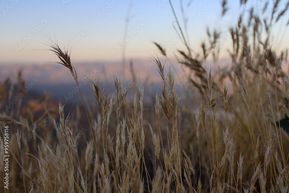 Peaceful field