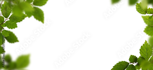 Green frame with fresh leav...