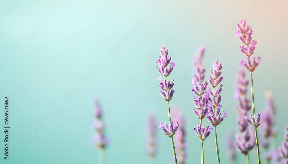 Obraz premium A single pastel color, such as mint green or lavender, providing a soothing and simple backdrop