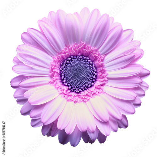 Flower violet gerbera isolated on white background. Summer. Spring. Flat lay, top view. Love. Valentine's Day