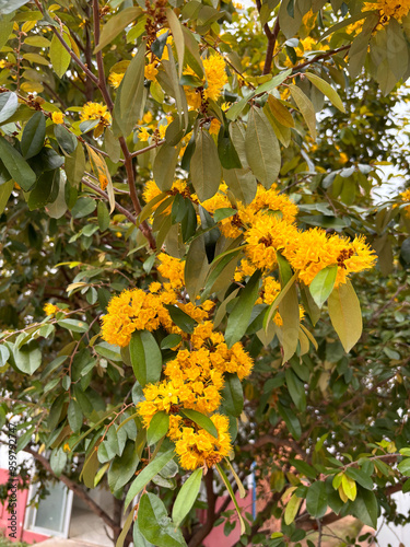 Schoutenia glomerata King subsp photo