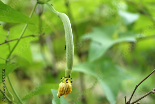 A green sponge gourd hangs from a vine, with ants crawling on it and a withered flower below. photo