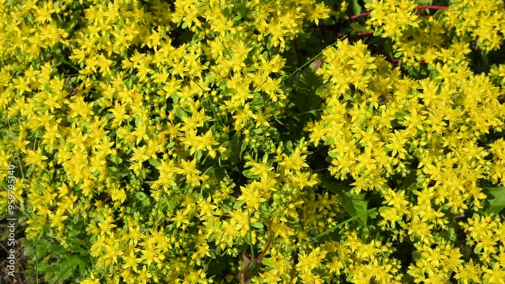 Small yellow flowers - Sedum. Ornamental and medicinal plant. Wild bees collect pollen. Latin name - Sedum acre Aureum.
Small yellow flowers - Sedum. Ornamental and medicinal plant. Wild bees collect pollen. Latin name - Sedum acre Aureum.