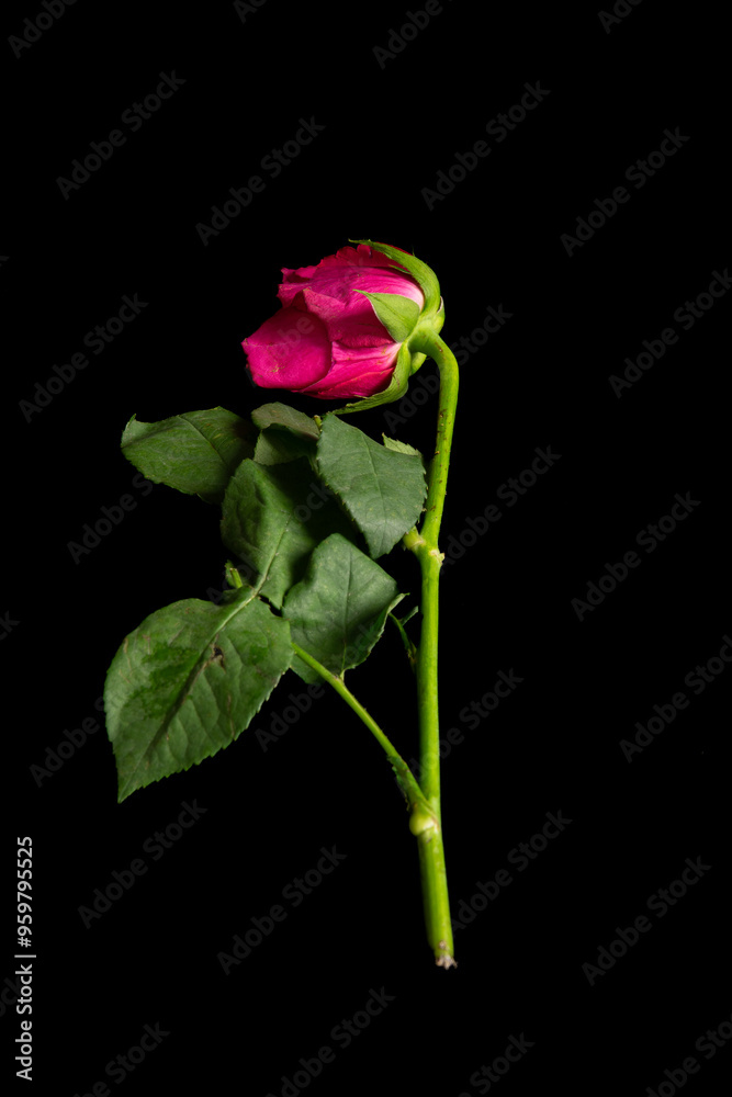 Obraz premium A Single Rose on a Black Background