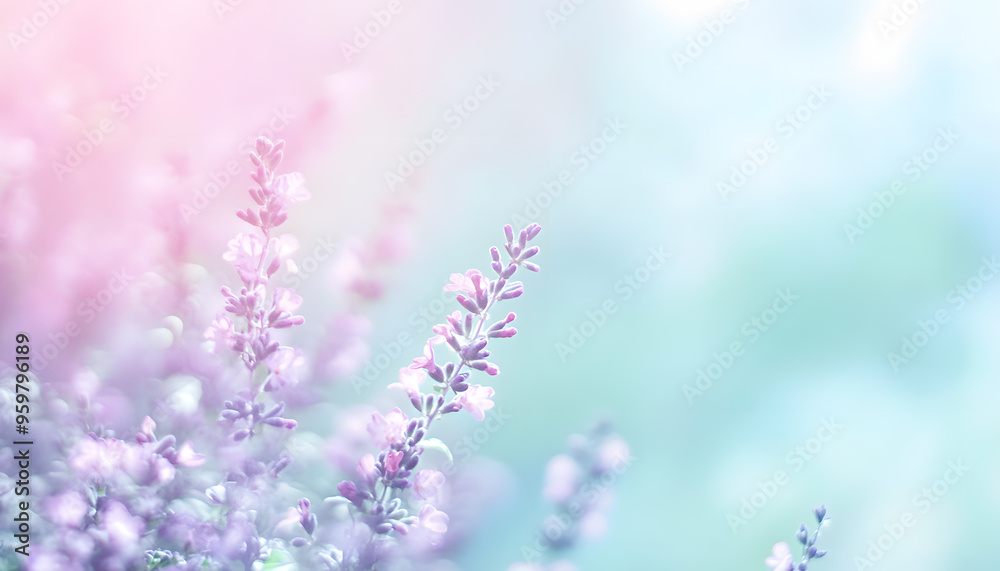 A single pastel color, such as mint green or lavender, providing a soothing and simple backdrop A single pastel color, such as mint green or lavender, providing a soothing and simple backdrop
