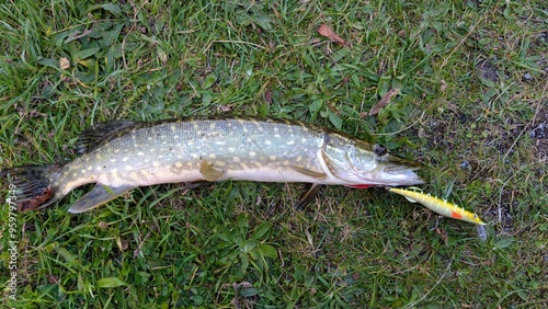 Obraz na płótnie Fish pike caught on lure and fishing rod in Corrib river at Galway, Ireland, fishing, angling, spinning, sport, catch and release, animals and wildlife w salonie