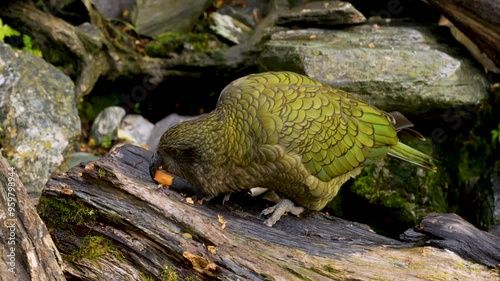 The kea is a large parrot that lives in the forest and mountain areas of New Zealand.