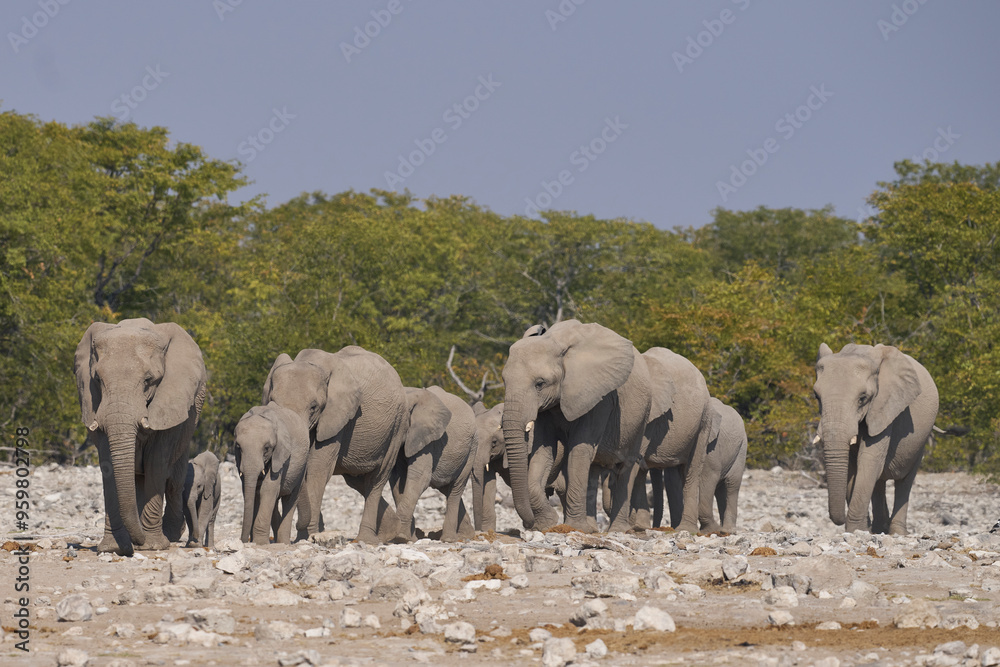 Obraz premium Herd of african elephant (Loxodonta africana) at a waterhole in Etosha National Park in Namibia.