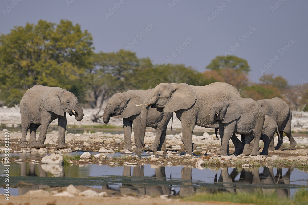Obraz premium Herd of african elephant (Loxodonta africana) at a waterhole in Etosha National Park in Namibia.