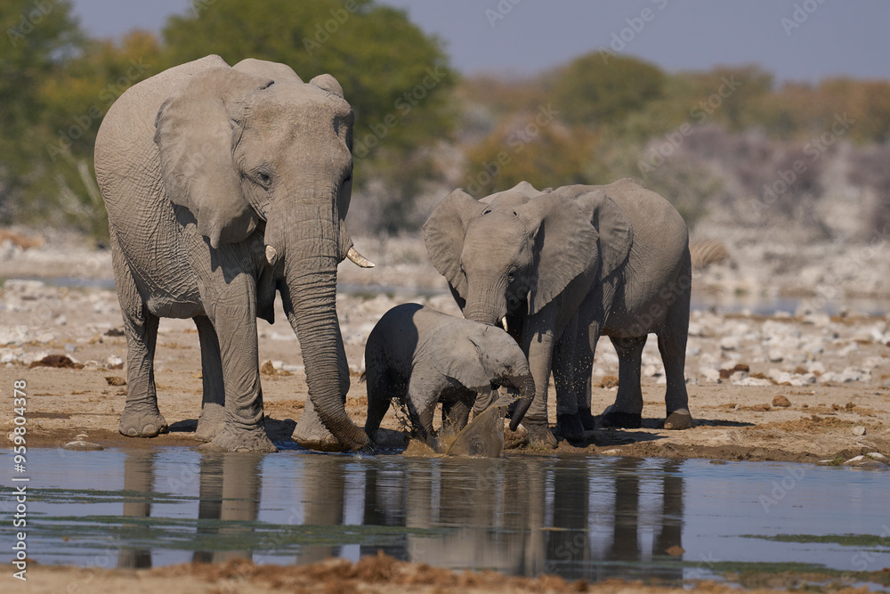 Obraz premium Herd of african elephant (Loxodonta africana) at a waterhole in Etosha National Park in Namibia.