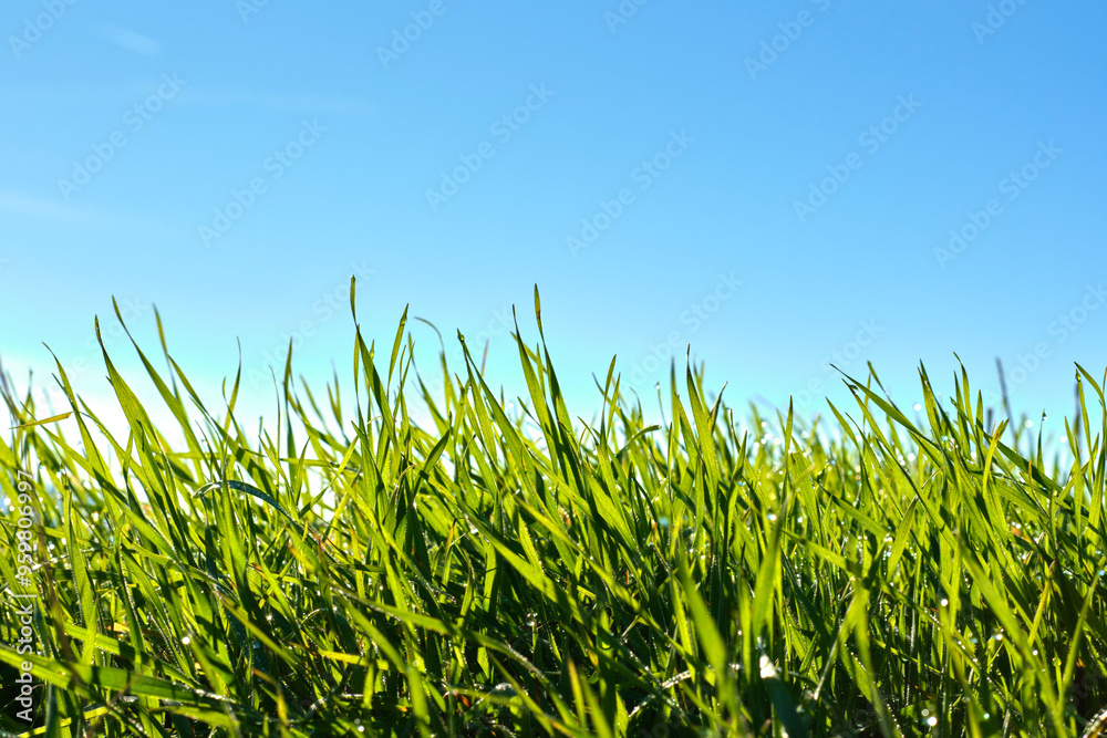 Fototapeta premium Close-up of green grass blades under a clear blue sky