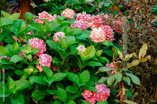 spring time blossom season garden plants bush close up view flowers and leaves vivid colors of April month