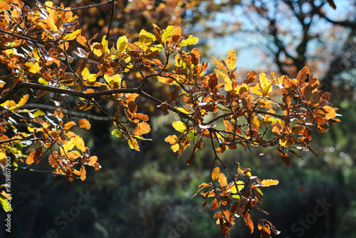 Konstfotografi Close-up of autumn leaves on a tree branch, Allin Valley, Navarra, Spain