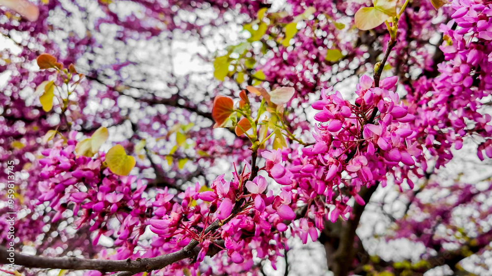 Vibrant pink blossoms on a tree branch signaling the arrival of spring and celebrating Cherry Blossom Festival Vibrant pink blossoms on a tree branch signaling the arrival of spring and celebrating Cherry Blossom Festival