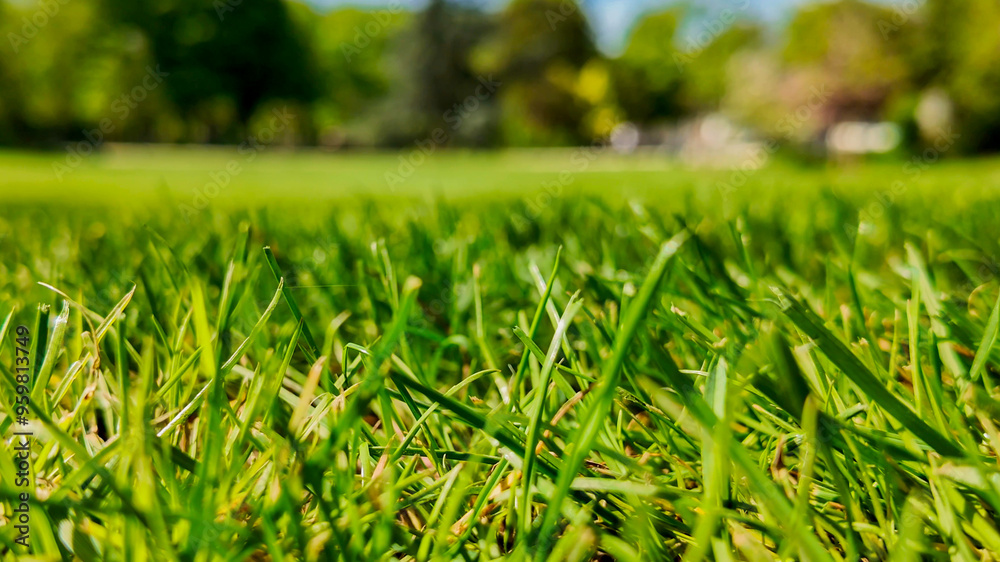 Close-up of lush green grass in a vibrant park during spring, symbolizing growth and Earth Day Close-up of lush green grass in a vibrant park during spring, symbolizing growth and Earth Day